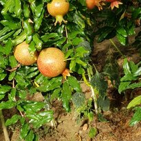 Punica granatum Wonderful /granátovník/